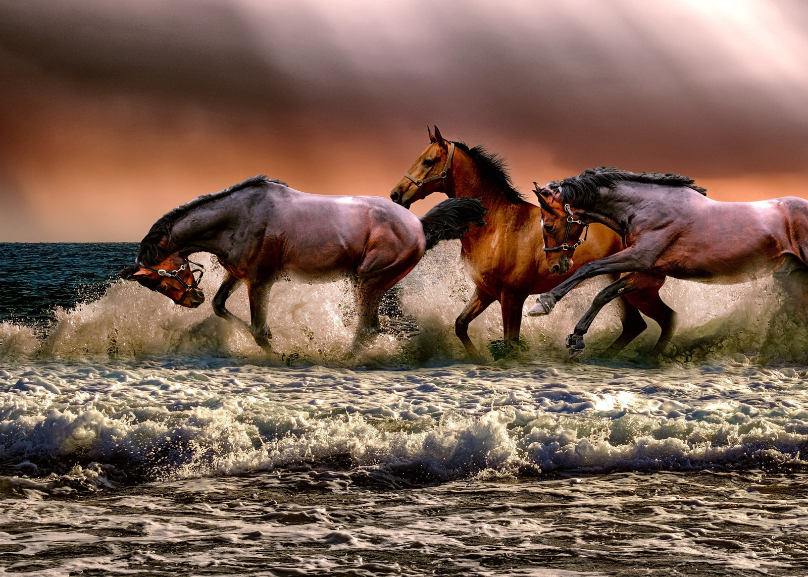 Animal Life