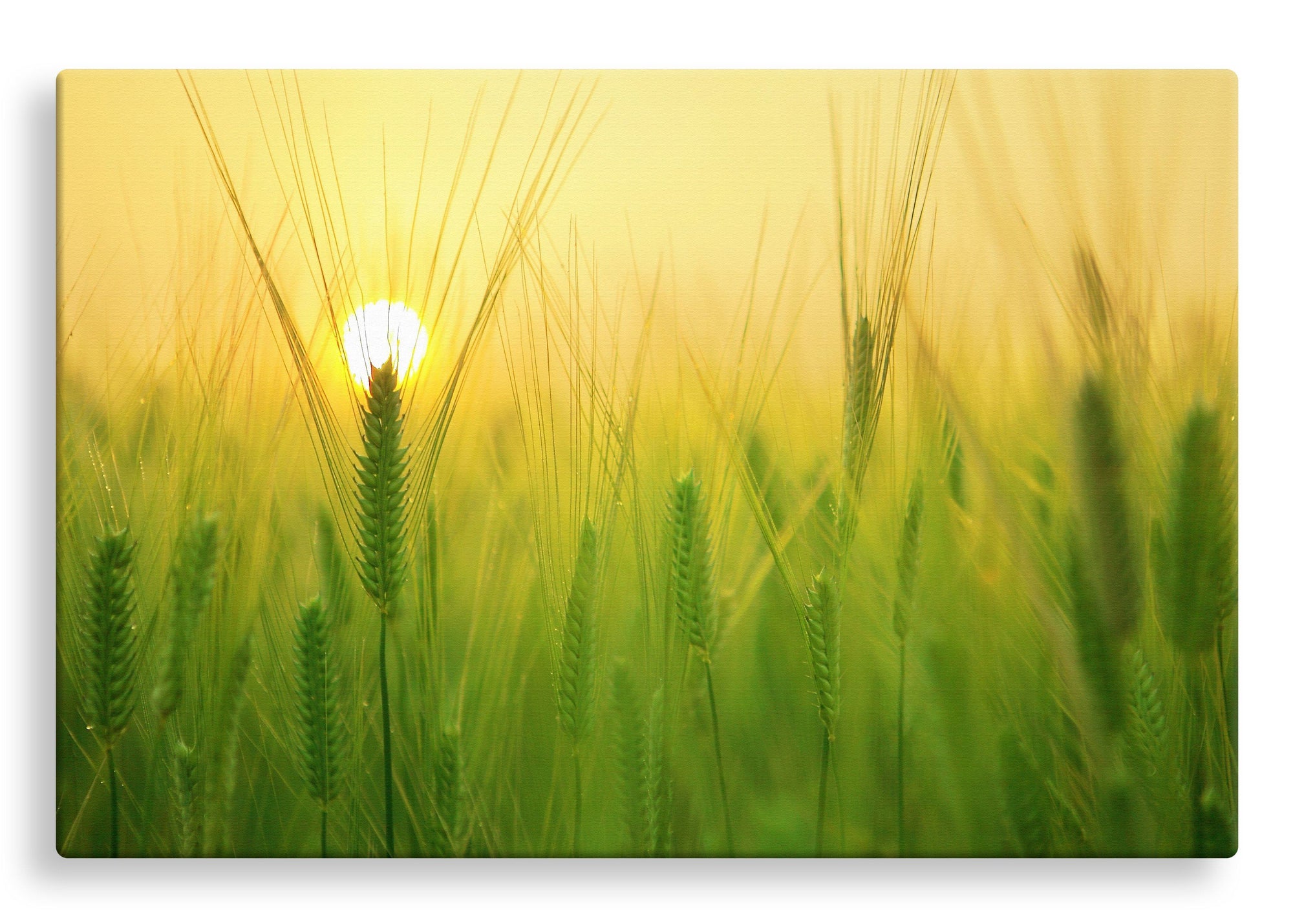 Barley Field at Sunrise