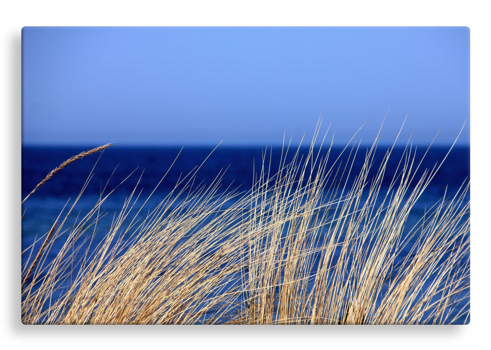 Grass by the Sea