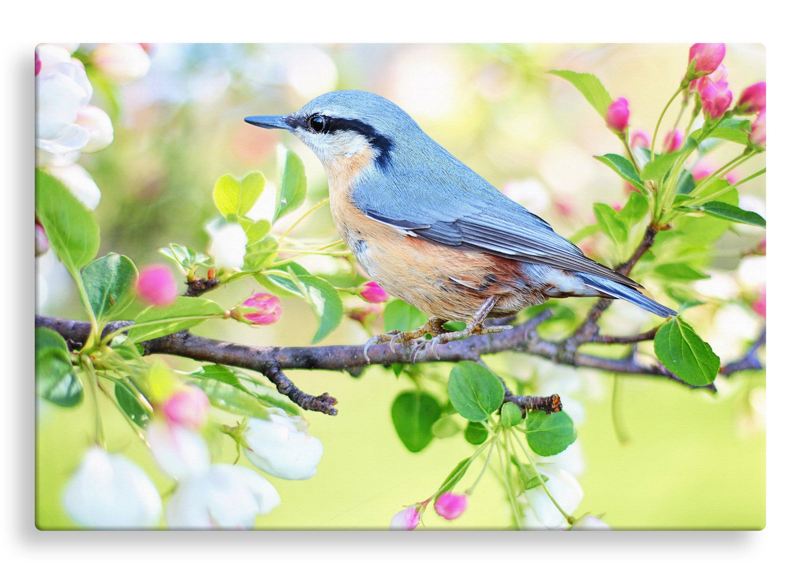 Red-Breasted Nuthatch