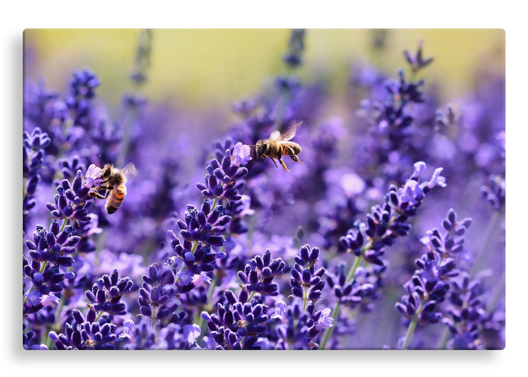 Lavender and Bees