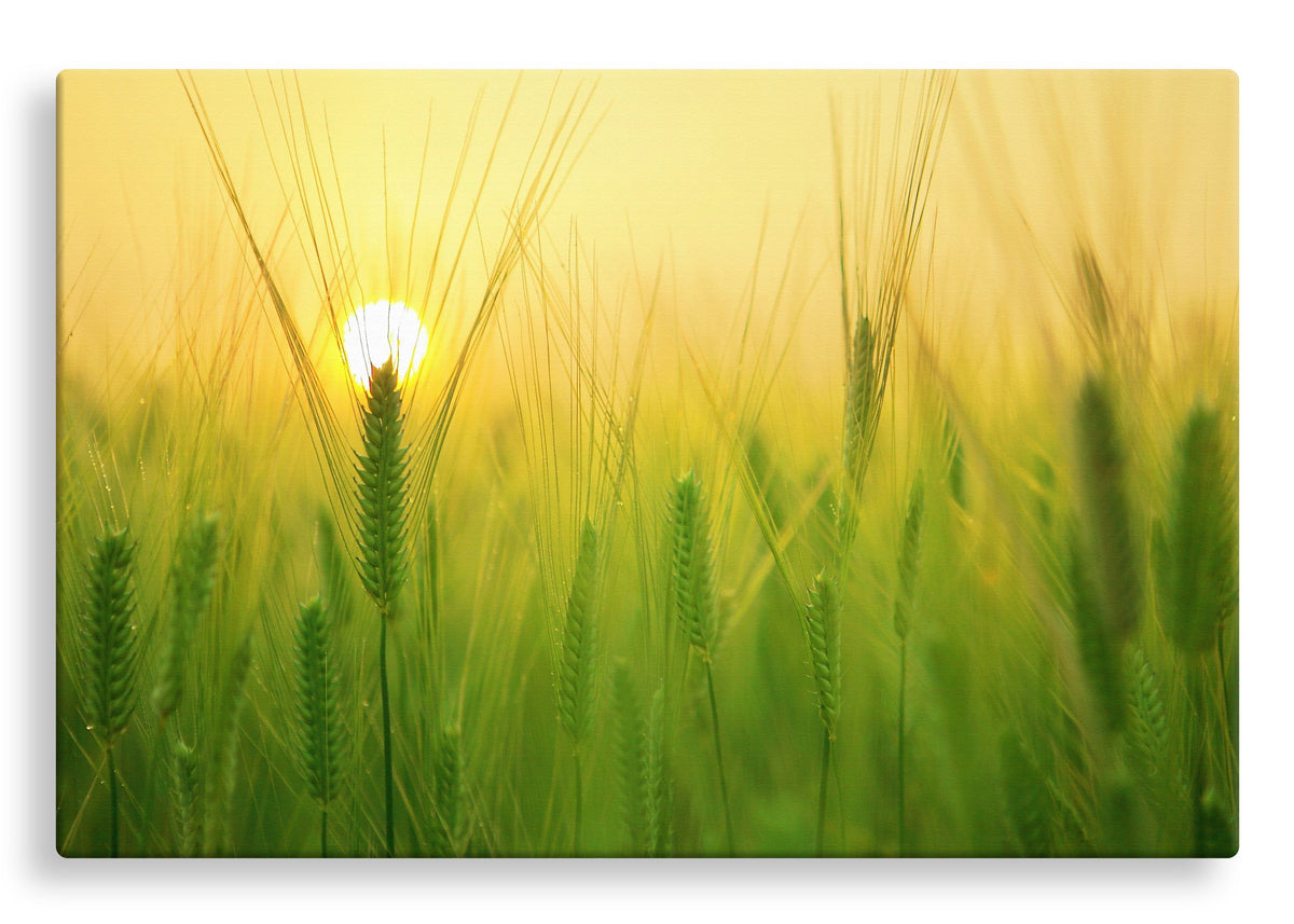 Barley Field at Sunrise