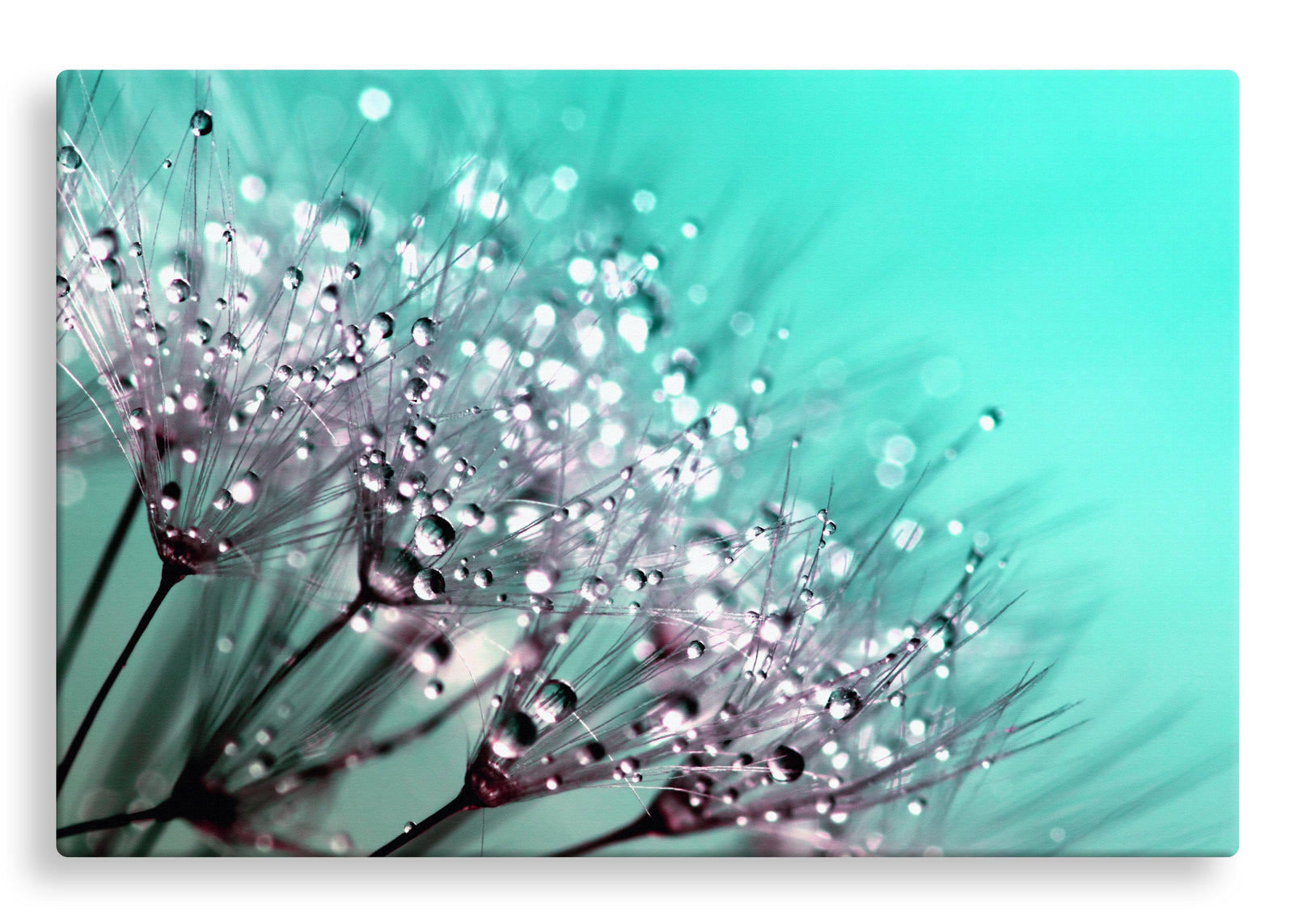 Dandelion with Droplets