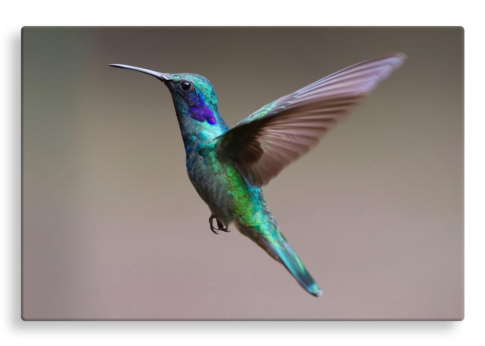 Hummingbird in Flight