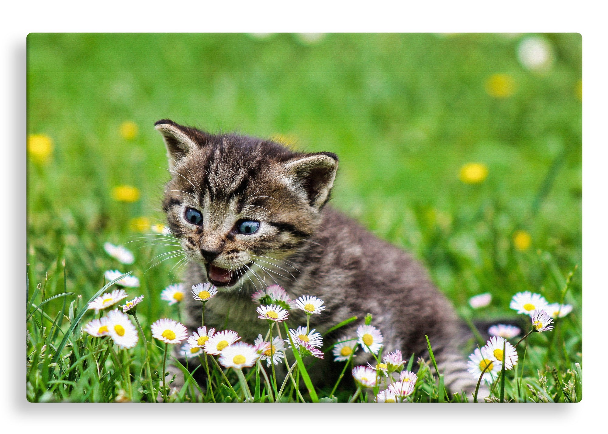 Kitten with Flowers