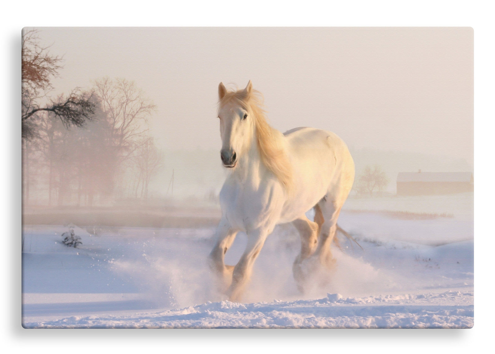 White Horse in Snow