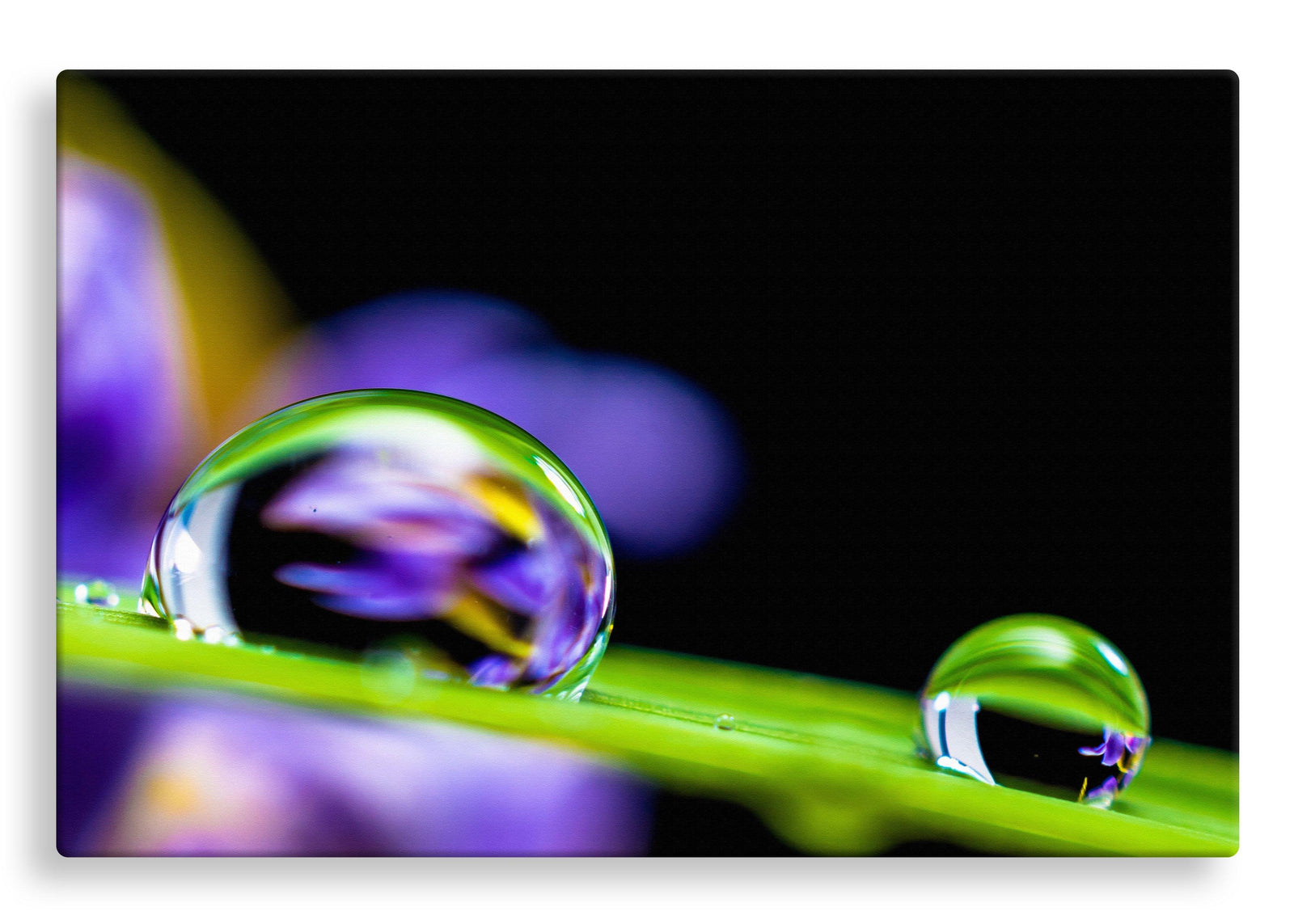 Water Droplets on Leaf