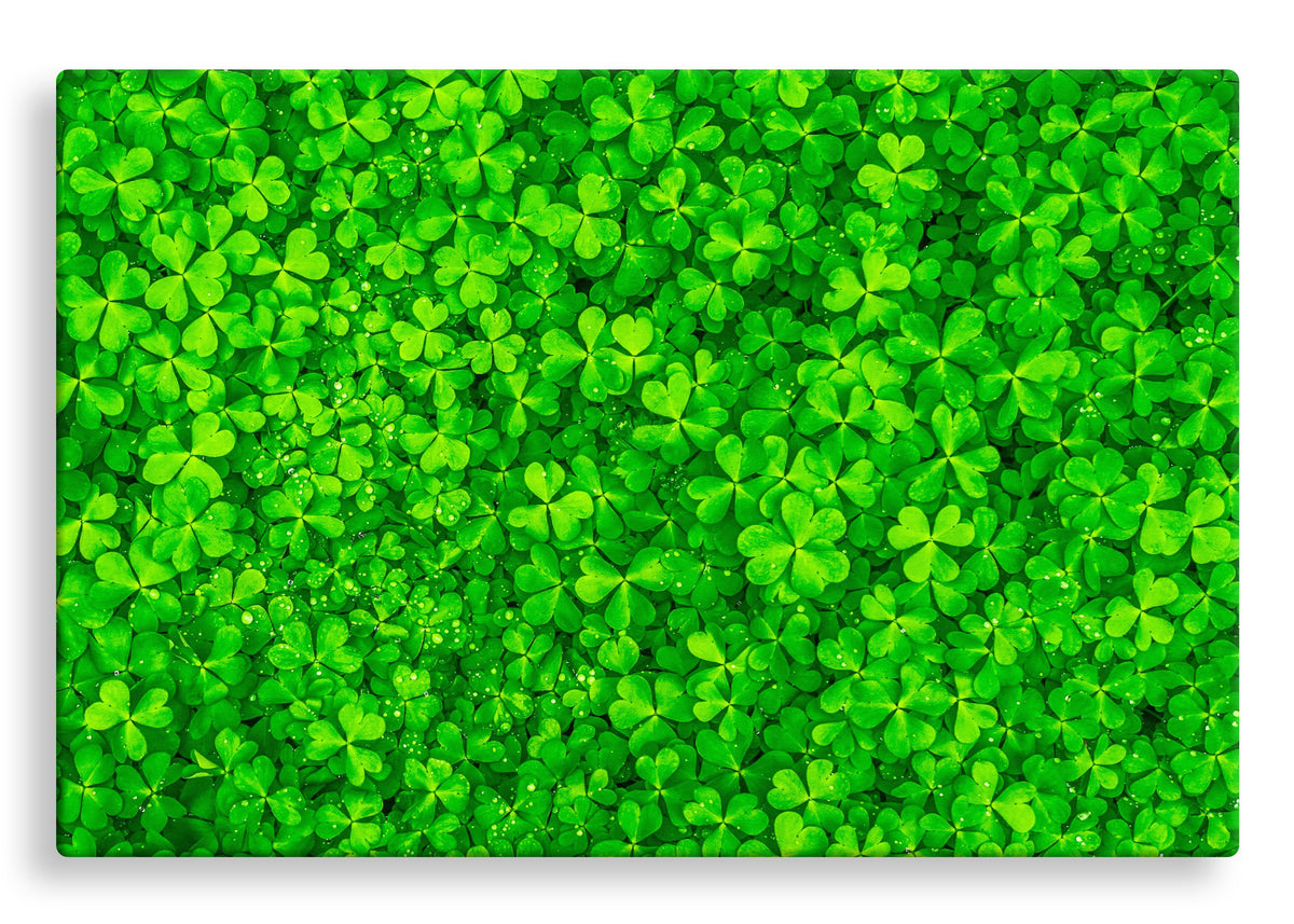 Clover Patch