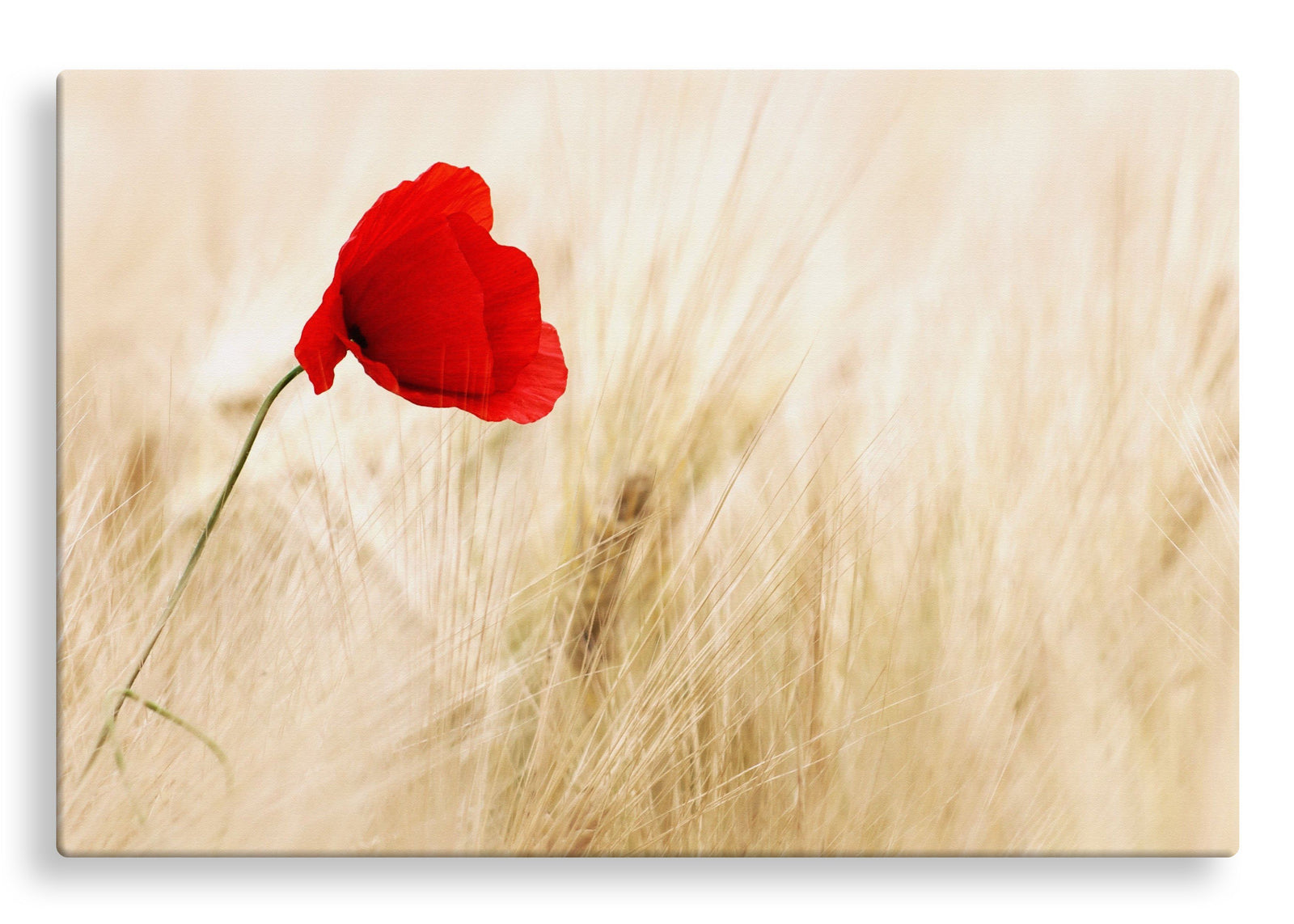 Red Poppy