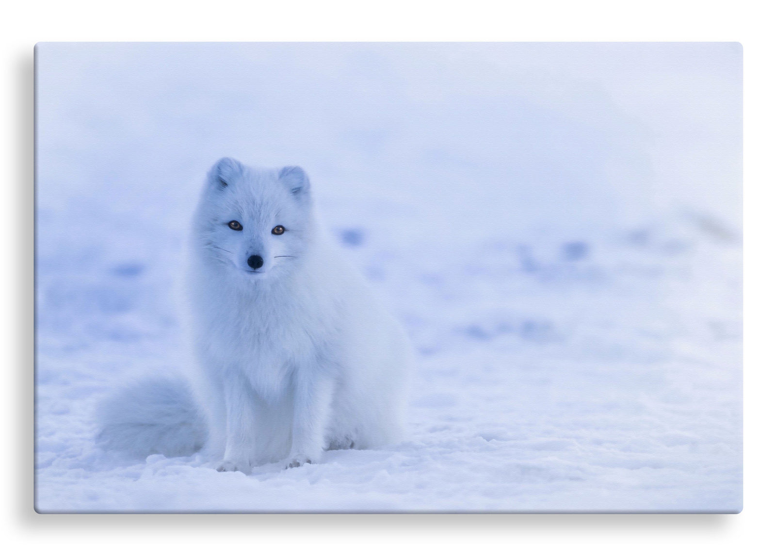 Arctic Fox