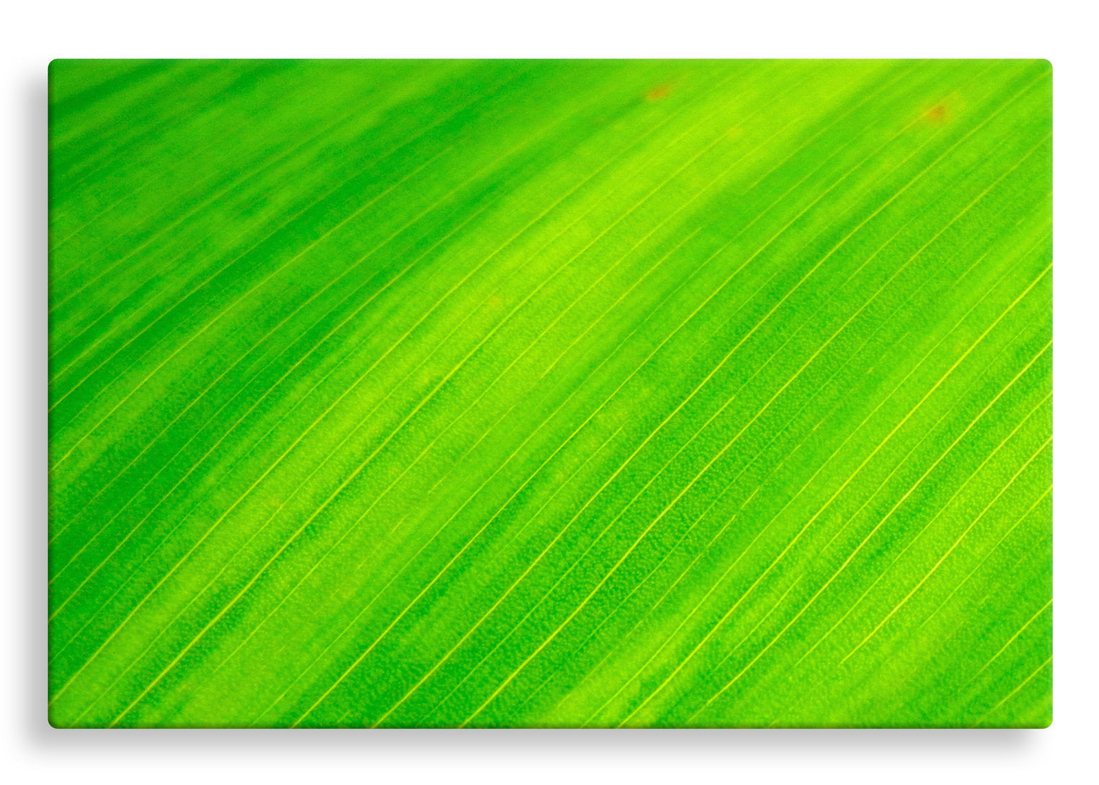 Green Leaf