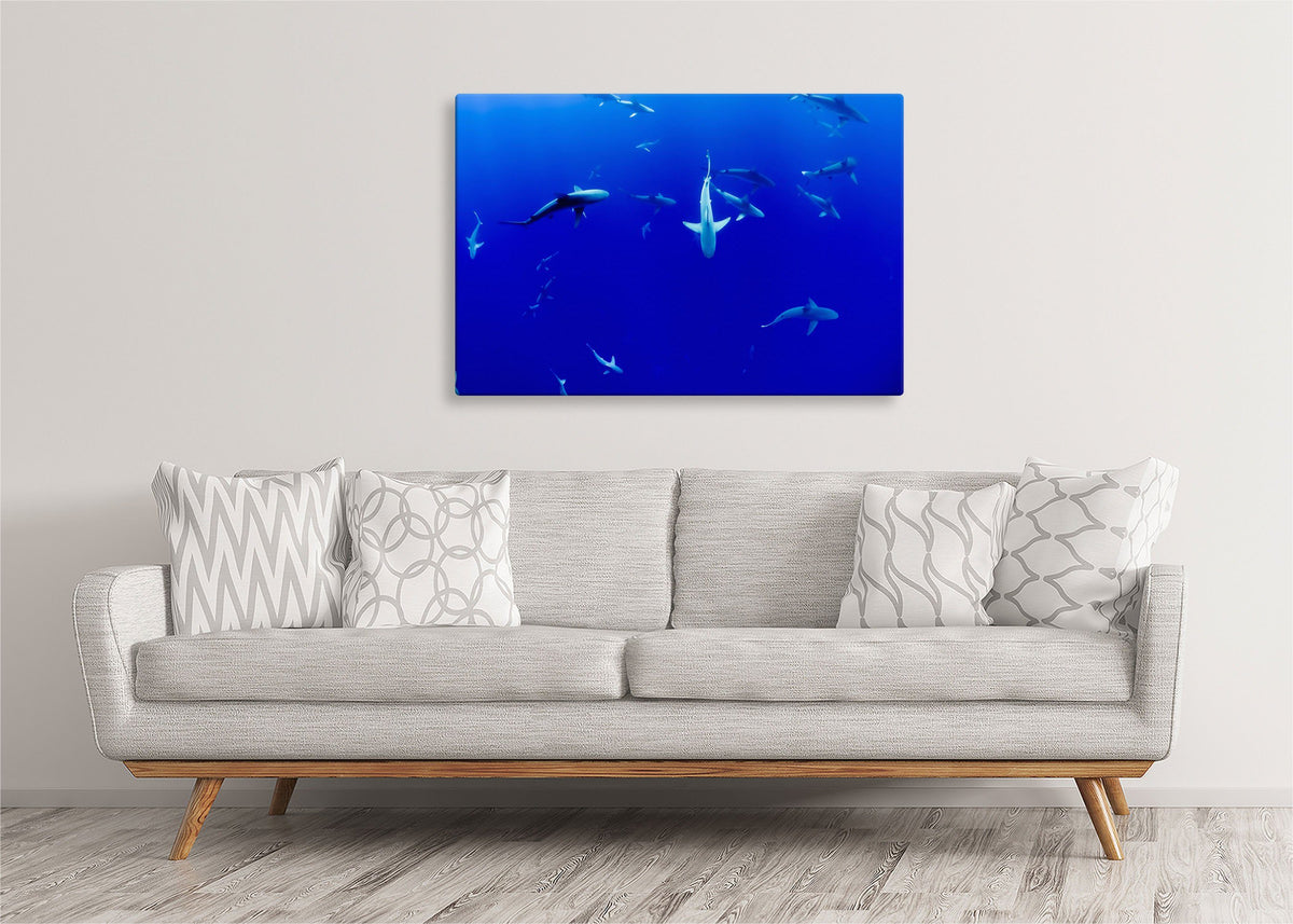 Sharks in the Blue